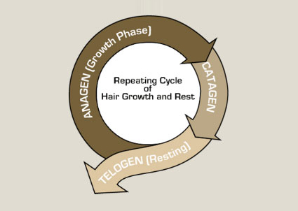 Der Haarwuchs-Zyklus- anagene oder Wachstums-Phase - katagene oder Übergangs-Phase und - telogene oder Ruhe-Phase